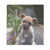 Super Niedliche Grenz Terrier Welpe Notizblock (Vorderseite)