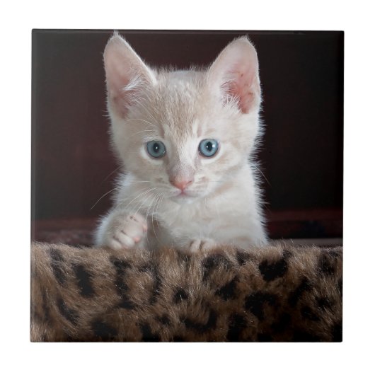 Super Niedliche Kitten mit schönen Augen Fliese (Vorderseite)