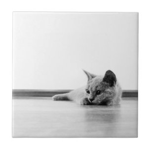 Super Niedliche schottische Fold Kitten Cat Fliese