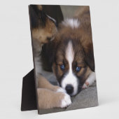 Super Niedlicher Australian Shepherd Puppy Fotoplatte (Seite)