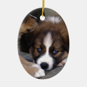 Super Niedlicher Australian Shepherd Puppy Keramikornament