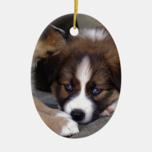 Super Niedlicher Australian Shepherd Puppy Keramikornament (Vorne)