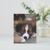 Super Niedlicher Australian Shepherd Puppy Postkarte (Stehend Vorderseite)