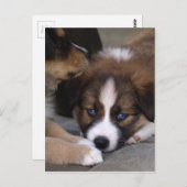 Super Niedlicher Australian Shepherd Puppy Postkarte (Vorne/Hinten)