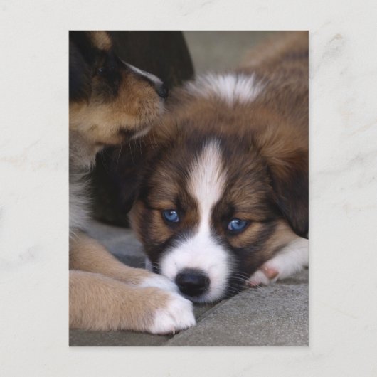 Super Niedlicher Australian Shepherd Puppy Postkarte (Vorderseite)