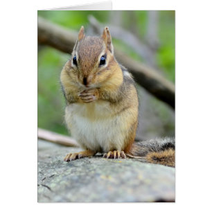 Super niedlicher Chipmunk, der süß aufwirft