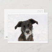 Super Niedlicher Hund im Schnee. Postkarte (Vorne/Hinten)