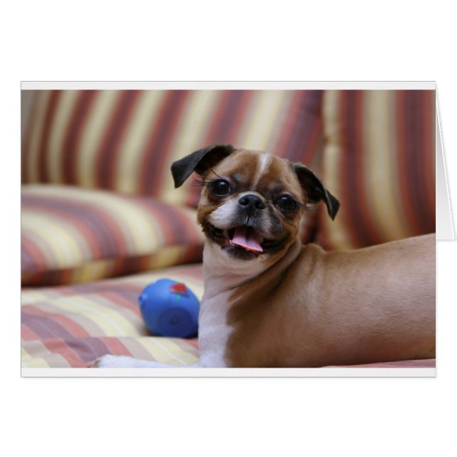 Super Niedlicher Hund mit ihrem Lieblingsball (Vorderseite (Horizontal))