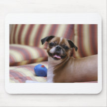 Super Niedlicher Hund mit ihrem Lieblingsball