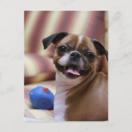 Super Niedlicher Hund mit ihrem Lieblingsball Postkarte