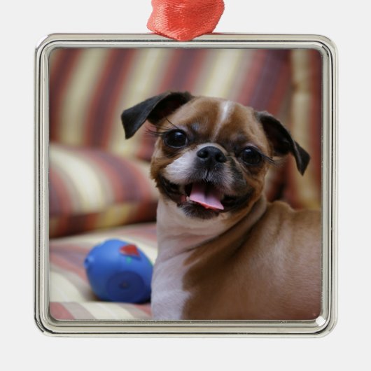 Super Niedlicher Hund mit ihrem Lieblingsball Silbernes Ornament (Vorne)