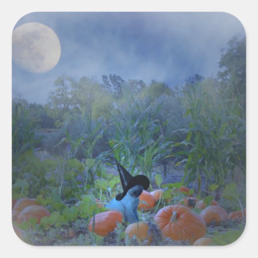 Super Niedliches KatzenHalloween Pumpkin Patch Sti Quadratischer Aufkleber (Vorderseite)
