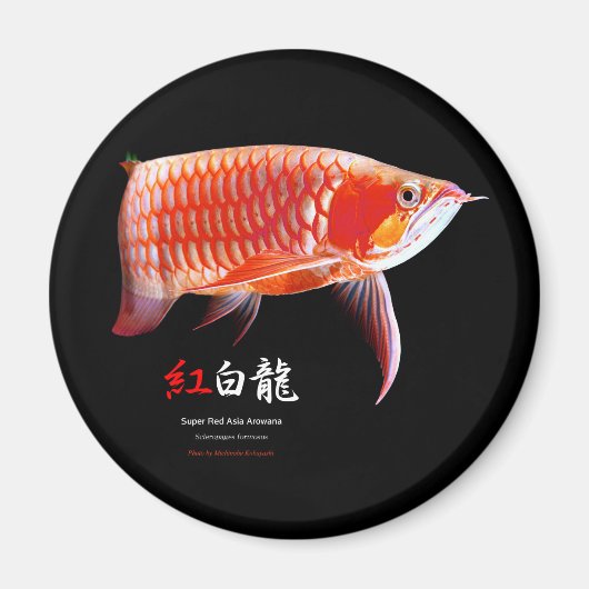 Super Red Arowanaの冷蔵庫マグネット,No.01 Magnet (Vorne)