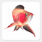 Super Red Arowanaの製品 Quadratischer Aufkleber (Vorderseite)