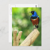Super Starling Postcard Postkarte (Vorne/Hinten)