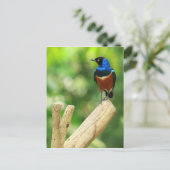Super Starling Postcard Postkarte (Stehend Vorderseite)