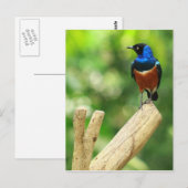 Super Starling Postcard Postkarte (Vorne/Hinten)