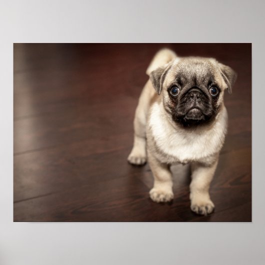 Super süßer Mops Poster (Vorne)