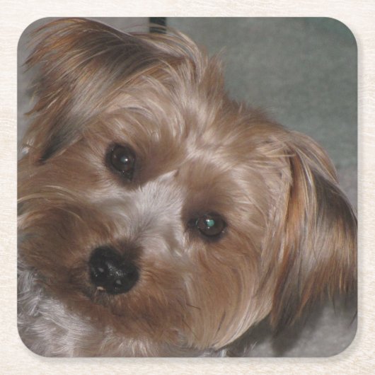 Super Sweet Yorkie Untersetzer Set (Vorderseite)