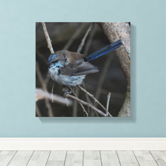 Superb Fairy-wren Bird Australia Leinwanddruck (Insitu (Holzboden))