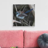 Superb Fairy-wren Bird Australia Leinwanddruck (Insitu (Wohnzimmer))