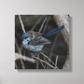 Superb Fairy-wren Bird Australia Leinwanddruck (Vorderseite)