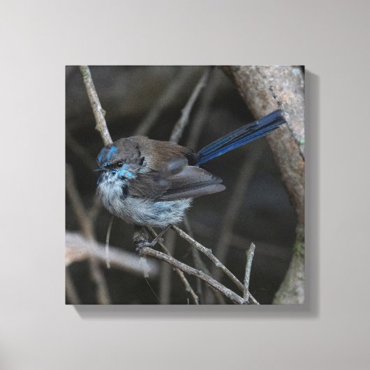 Superb Fairy-wren Bird Australia Leinwanddruck (Vorderseite)