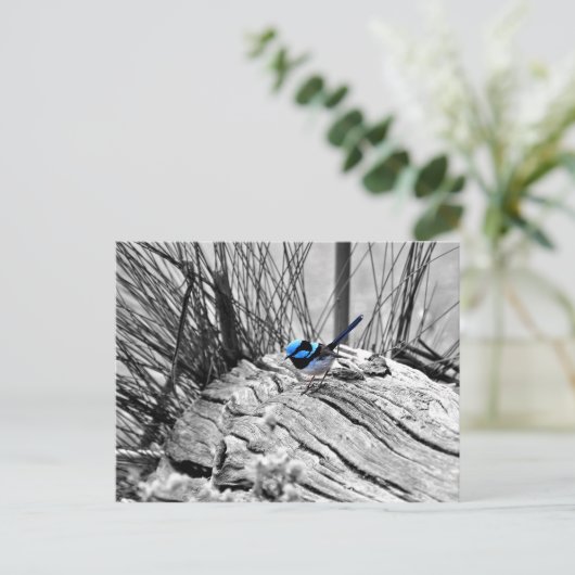 Superb Fairy Wren Blue Bird Postcard Postkarte (Stehend Vorderseite)