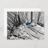 Superb Fairy Wren Blue Bird Postcard Postkarte (Vorne/Hinten)