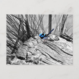Superb Fairy Wren Blue Bird Postcard Postkarte