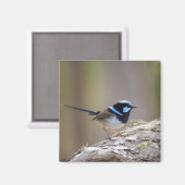 Superb Fairy-wren Magnet (Vorderseite/Rückseite)