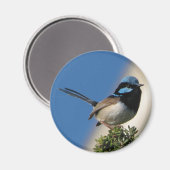 Superb Fairy wren Magnet (Vorderseite/Rückseite)