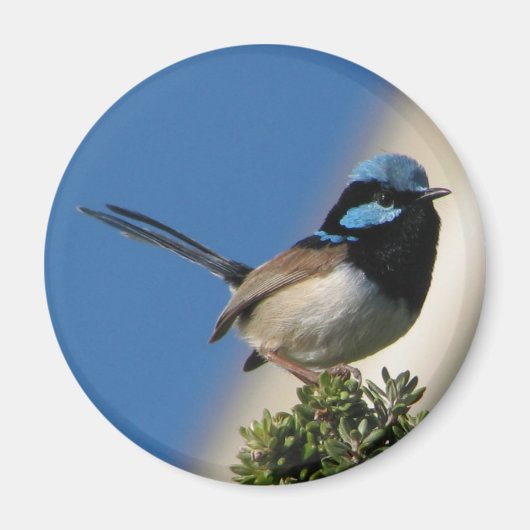 Superb Fairy wren Magnet (Vorne)