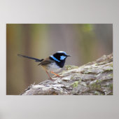 Superb Fairy-wren Poster (Vorne)