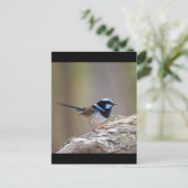 Superb Fairy-wren Postkarte (Stehend Vorderseite)