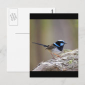 Superb Fairy-wren Postkarte (Vorne/Hinten)