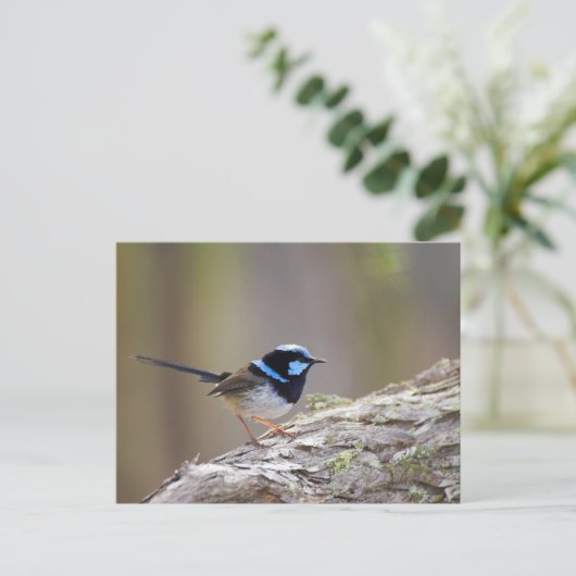 Superb Fairy-wren Postkarte (Stehend Vorderseite)