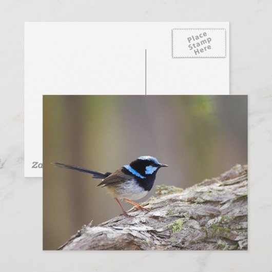 Superb Fairy-wren Postkarte (Vorne/Hinten)