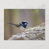 Superb Fairy-wren Postkarte (Vorderseite)