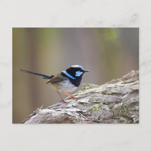 Superb Fairy-wren Postkarte (Vorderseite)