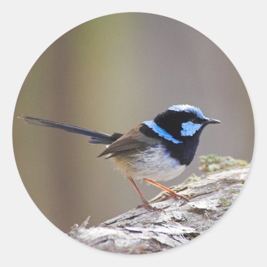 Superb Fairy-wren Runder Aufkleber (Vorderseite)
