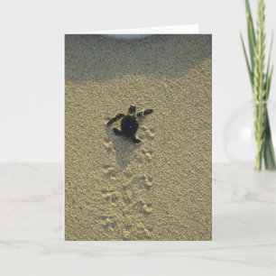Suppenschildkröte, (Chelonia mydas), Hatchling Karte
