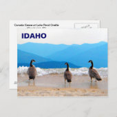 Surf ist auf! - Gänse Postkarte (Vorne/Hinten)