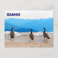 Surf ist auf! - Gänse