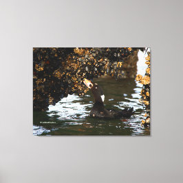 Surf Scoter Feasting auf Mussels und Barnacles Leinwanddruck
