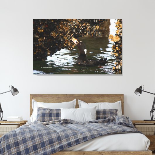 Surf Scoter Feasting auf Mussels und Barnacles Leinwanddruck (Insitu (Schlafzimmer))