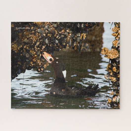 Surf Scoter Feasting auf Mussels und Barnacles Puzzle (Horizontal)