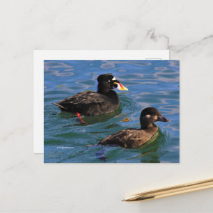 Surf Scoter paarte Enten am Pier's Edge Postkarte