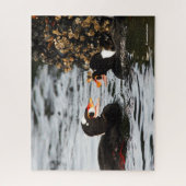 Surf Scoters streiten über Barnacles und Mussels Puzzle (Vertikal)