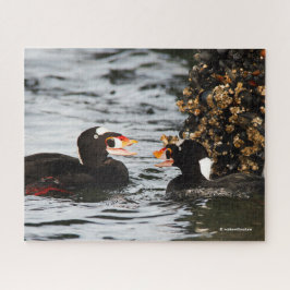 Surf Scoters streiten über Barnacles und Mussels Puzzle
